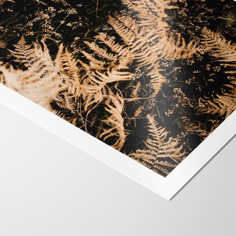 Plakat bez ramy 21x30 - Jesienne Paprocie: Kolorowa Paleta Natury - paprocie, jesień