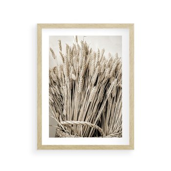 Plakat w ramie 30x40 - Letni Plon - zboże, kłosy zboża - rama drewno