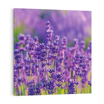 Obraz na płótnie 70x70 - Zaklęta lawenda - lawenda, kwiaty