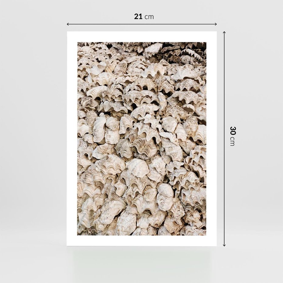 Plakat bez ramy 21x30 - Symfonia Natury - kompozycja z białych muszli