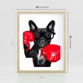 Plakat w ramie 40x50 - Boksujący mops - pies - boks, mops - rama drewno