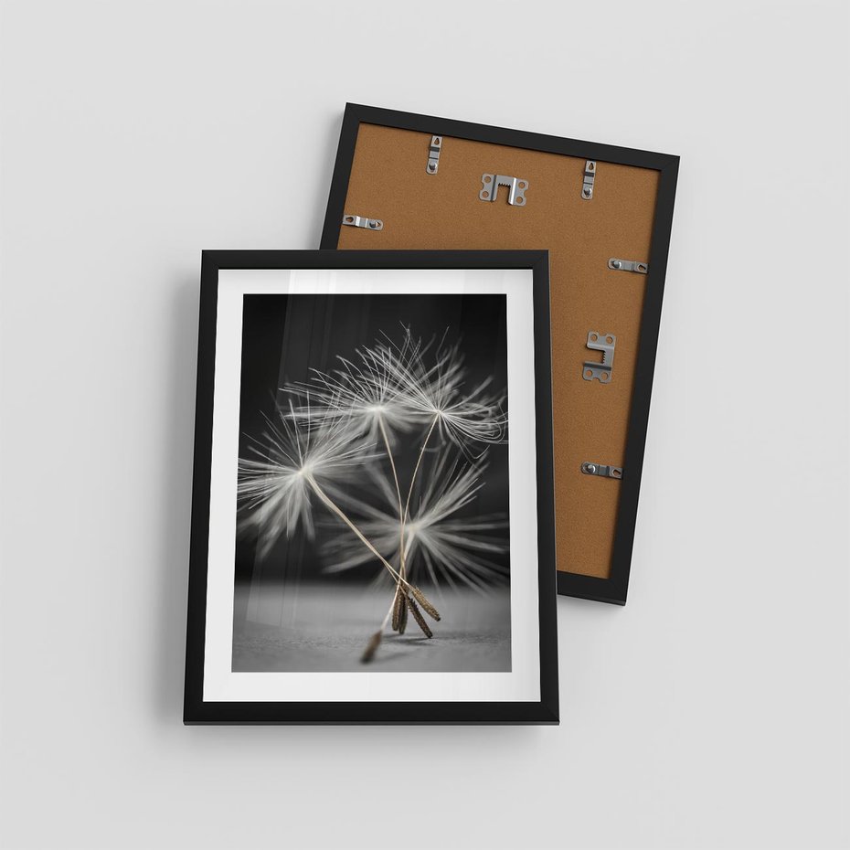 Plakat w ramie 30x40 - Delikatność dmuchawców zbliżenie - dmuchawce, zbliżenie - rama czarna