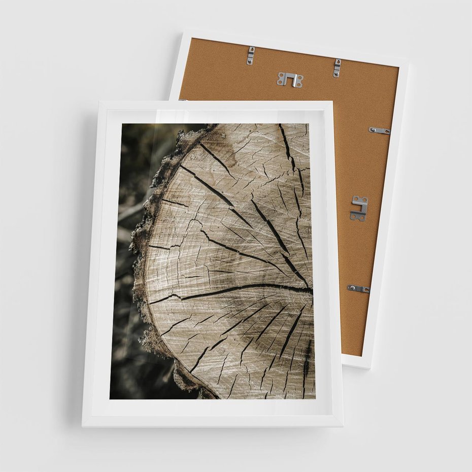 Plakat w ramie 50x70 - Wnętrze Natury - pień, przecięty pień - rama biała