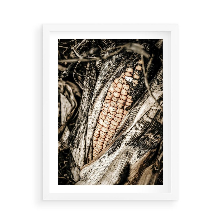 Plakat w ramie 50x70 - Kukurydza w Jesiennej Scenie - kukurydza, jesień - rama biała