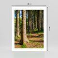 Plakat bez ramy 40x50 - Las: harmonia natury - las, drzewa