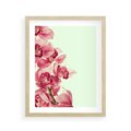 Plakat w ramie 40x50 - Orchidea - delikatne kwiaty - orchidea, kwiaty - rama drewno
