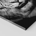 Obraz na płótnie 50x70 - Tygrys Czarno-Biały: Siła i Delikatność - tygrys, czarno