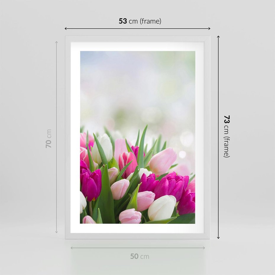 Plakat w ramie 50x70 - Tulipany w pełnym rozkwicie - tulipany, kwiaty - rama biała