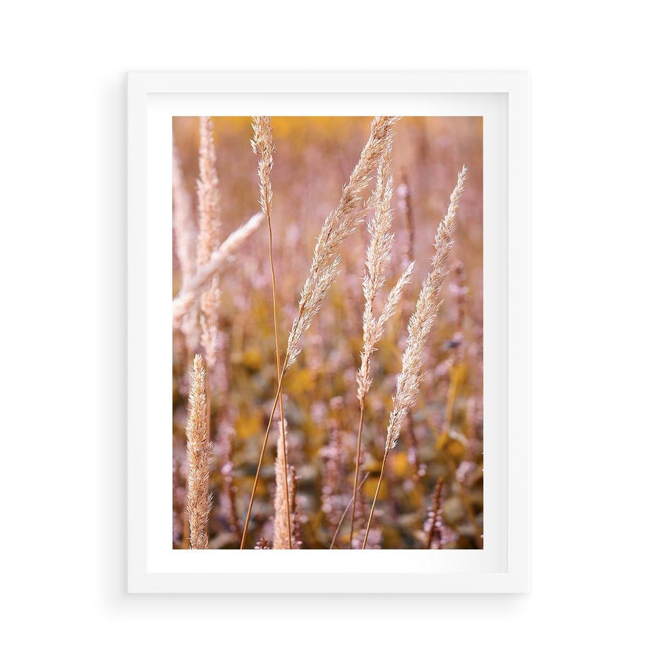 Plakat w ramie 50x70 - Sucha Trawa w Sierpniu - trawy, łąka - rama biała
