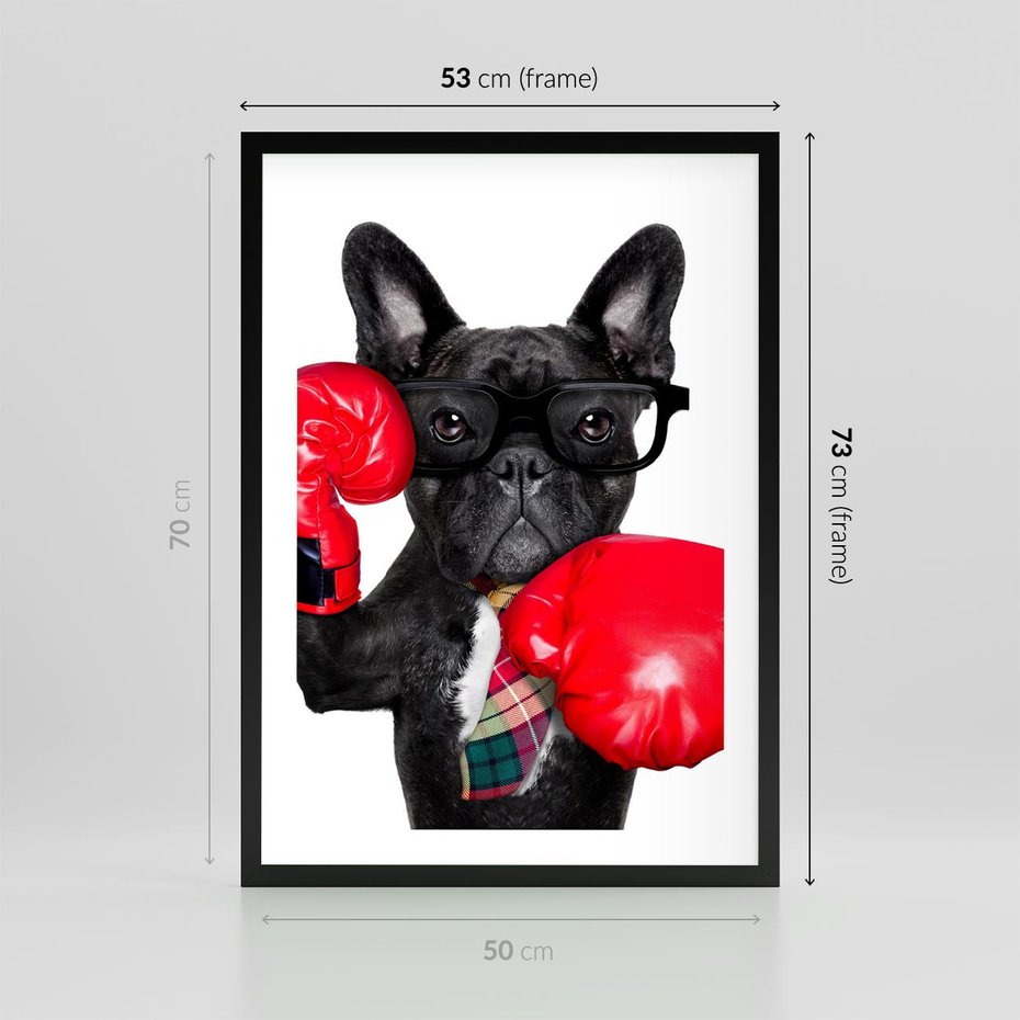 Plakat w ramie 50x70 - Boksujący mops - pies - boks, mops - rama czarna