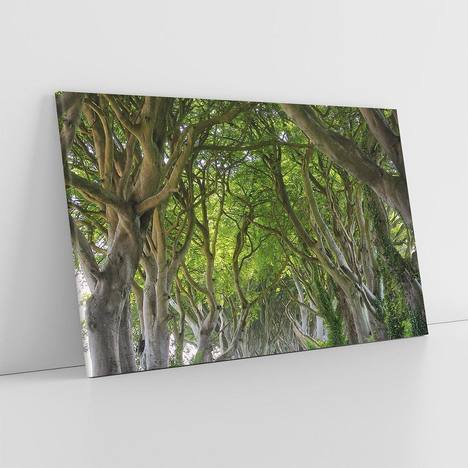 Obraz na płótnie 70x50 - Magiczny Las - drzewa, las
