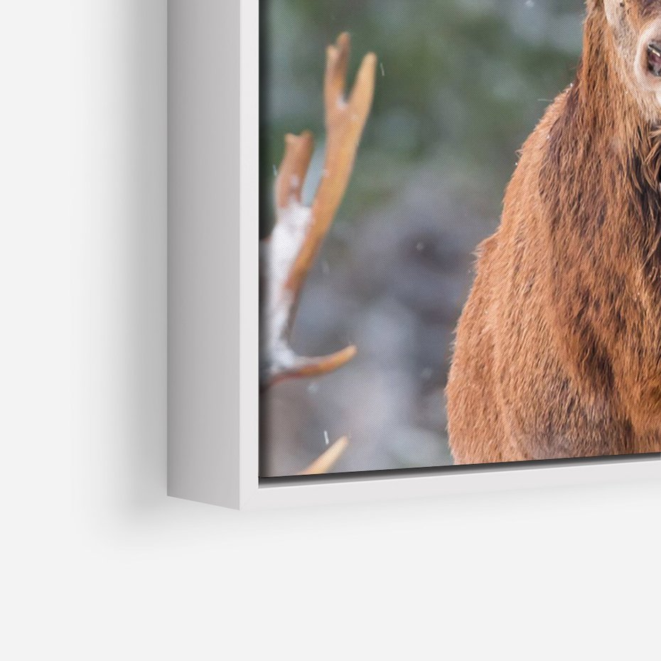 Obraz w ramie 80x120 - Monarcha Zimowej Dziczy - jeleń, zima - rama biała