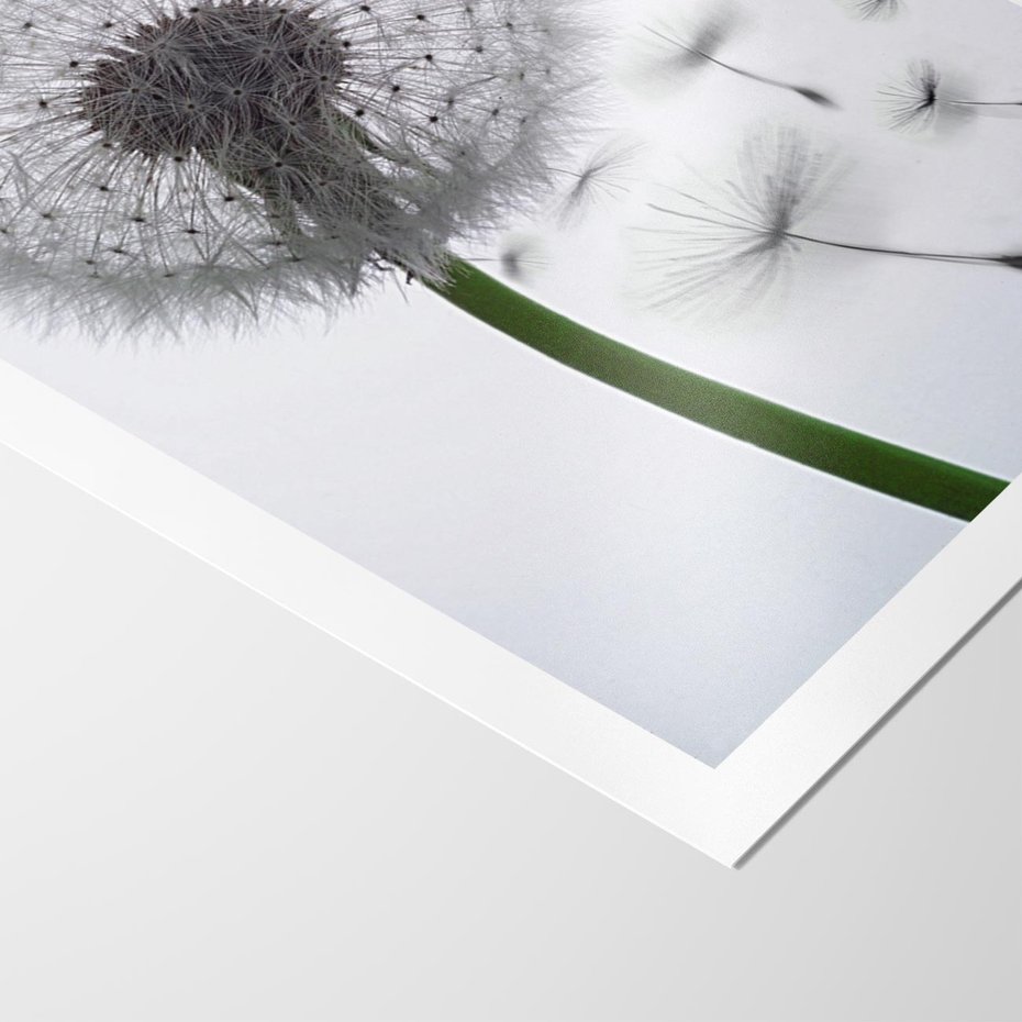 Plakat bez ramy 21x30 - Lekkość Przemijania - dmuchawiec, makro