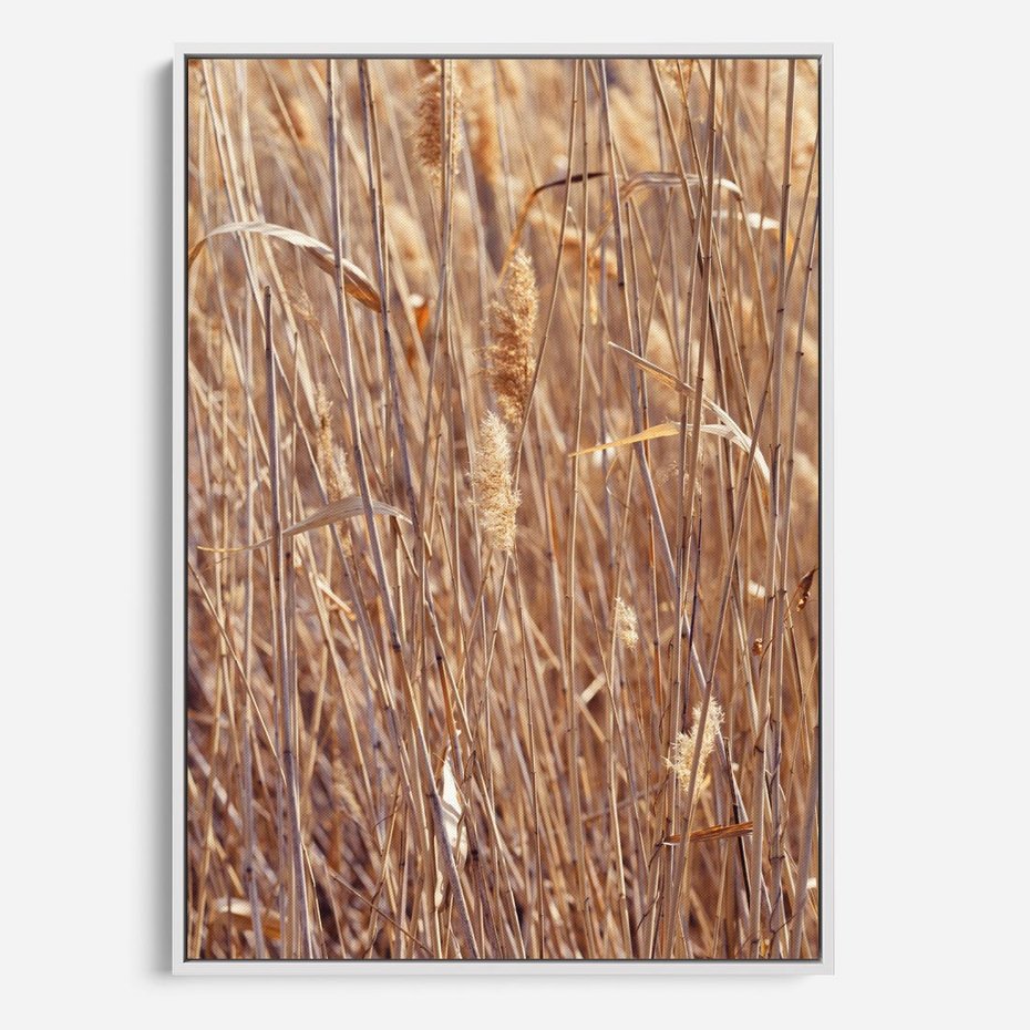 Obraz w ramie 80x120 - Mistrzowskie suche trawy - suche, trawy - rama biała