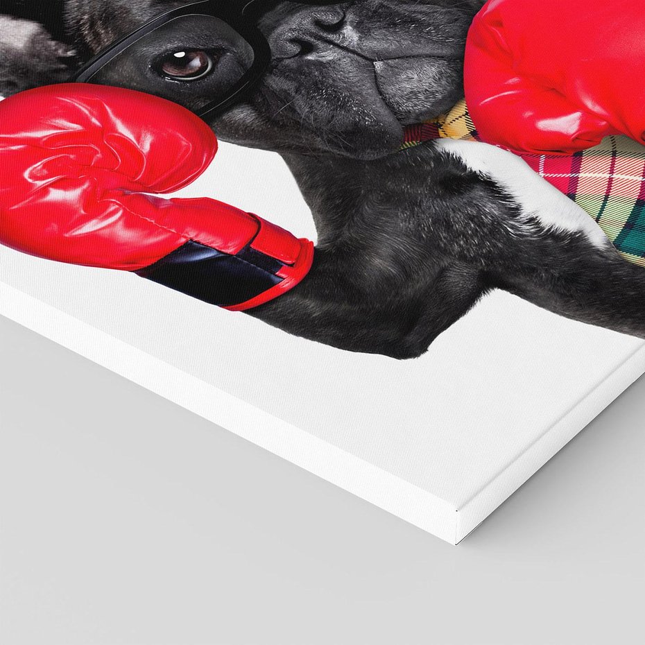Obraz na płótnie 80x80 - Boksujący mops - pies - boks, mops