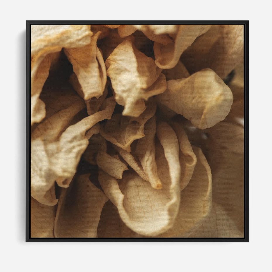 Obraz w ramie 50x50 - Zjawiskowe zasuszone kwiaty - zasuszone, kwiaty - rama czarna