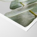 Plakat bez ramy 21x30 - Eukaliptusowa zieleń - eukaliptus, zielone