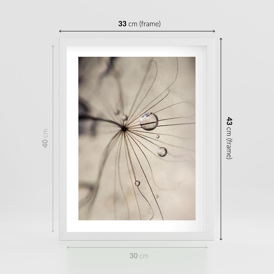 Plakat w ramie 30x40 - Makro Uroda: Kropla na Dmuchawcu - zbliżenie makro, kropla wody na ziarenku dmuchawca - rama biała