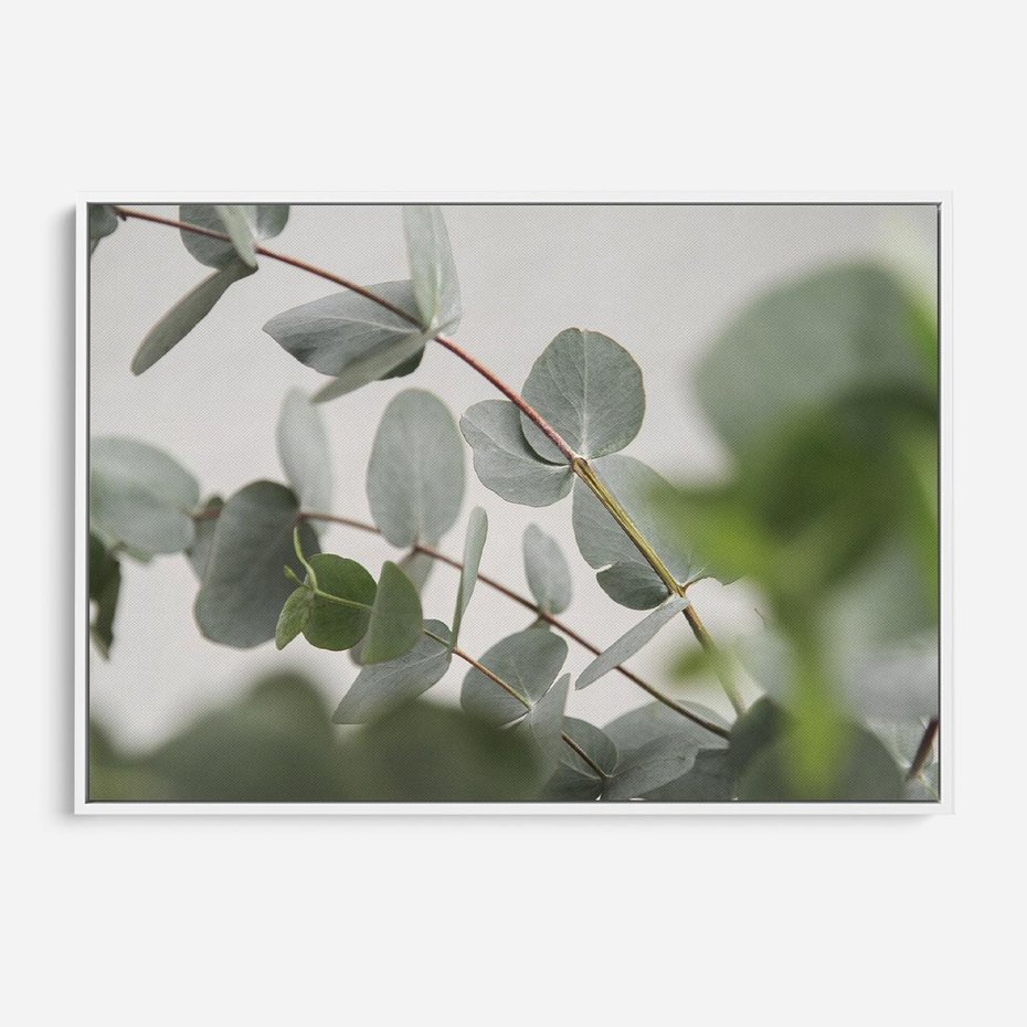 Obraz w ramie 70x50 - Liście eukaliptusa w naturze - eukaliptus, liście - rama biała