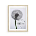 Plakat w ramie 30x40 - Lekkość Przemijania - dmuchawiec, makro - rama drewno