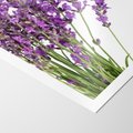 Plakat bez ramy 30x40 - Pola lawendy w pełnym rozkwicie - lawenda, kwiaty