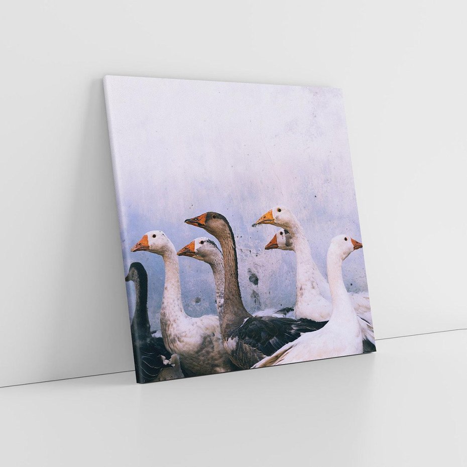 Obraz na płótnie 60x60 - Spotkanie Wśród Piór - uchwycony moment, fotografia