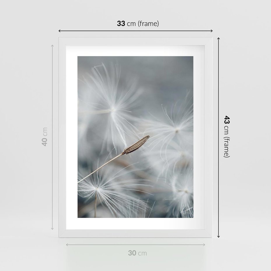 Plakat w ramie 30x40 - Piękno w Delikatności - dmuchawiec, makro zdjęcie - rama biała