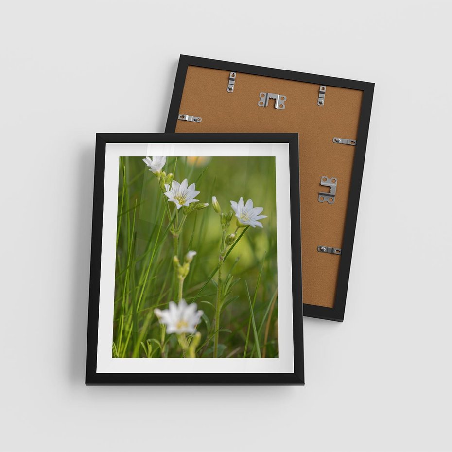 Plakat w ramie 40x50 - Kolorowa łąka - stokrotki, łąka - rama czarna