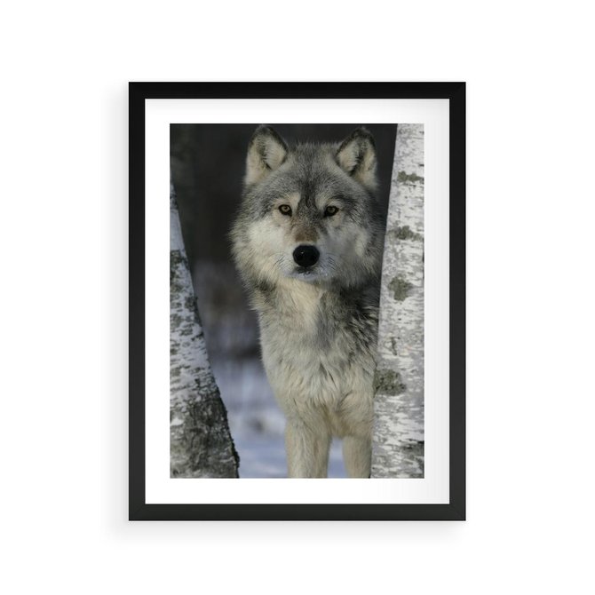 Plakat w ramie 30x40 - Wilk w Zimowym Lesie - wilk, las - rama czarna