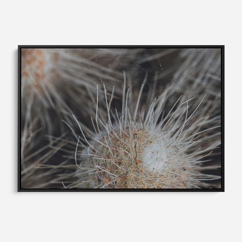 Obraz w ramie 70x50 - Ulotna Piękność Natury - makro, dmuchawce - rama czarna