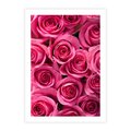 Plakat bez ramy 21x30 - Romantyczne róże w pełnym rozkwicie - róże, kwiaty