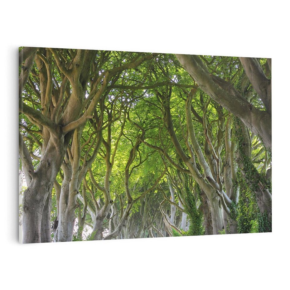 Obraz na płótnie 100x70 - Magiczny Las - drzewa, las