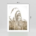 Plakat bez ramy 40x50 - Ujęcie Suchych Traw - suche trawy, zbliżenie