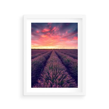 Plakat w ramie 50x70 - Różowe Niebo nad Polami - pola lawendy, zachód słońca - rama biała