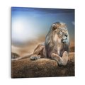 Obraz na płótnie 70x70 - Król sawanny - lew, kamień