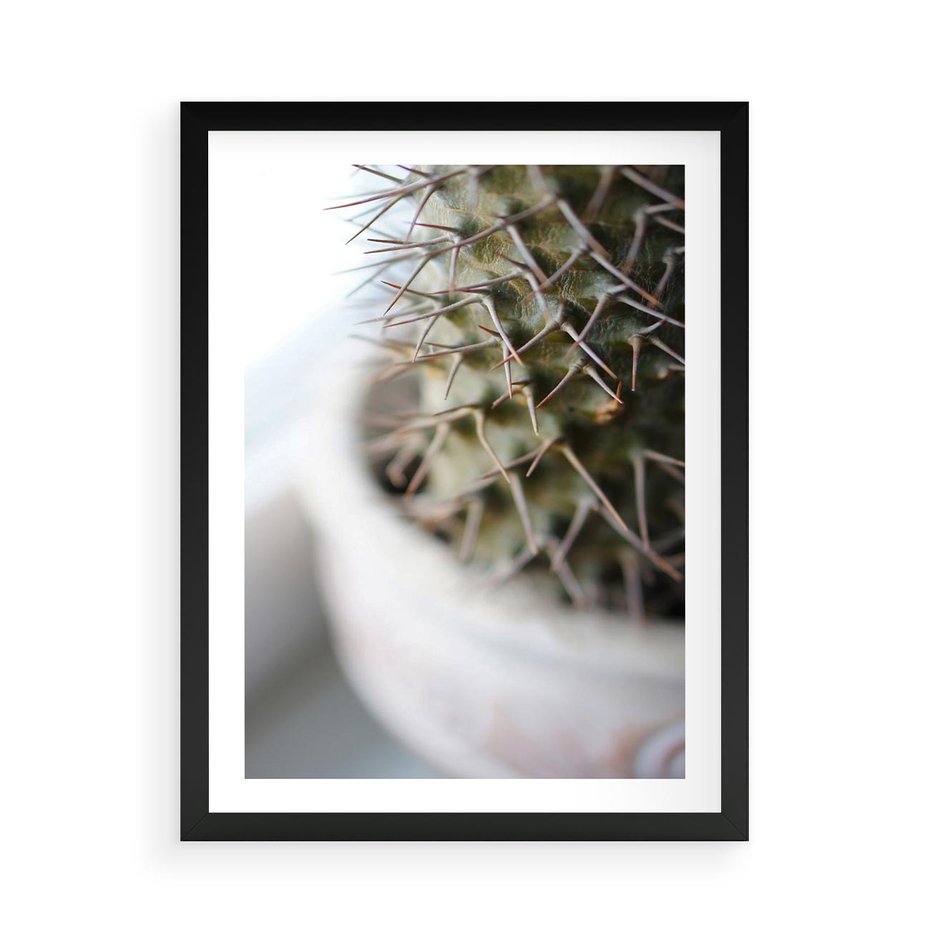 Plakat w ramie 50x70 - Kaktus w Zbliżeniu - kaktus, igły - rama czarna