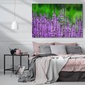 Obraz na płótnie 70x50 - Lawenda magia purpury - lawenda, kwiaty