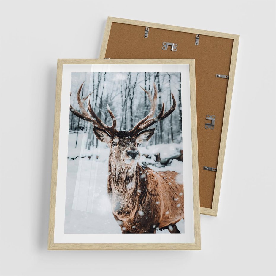 Plakat w ramie 50x70 - Jeleń na Zdjęciu pod Śniegiem - jeleń, zima - rama drewno