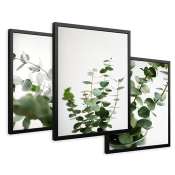 Zestaw obrazy w ramie 30x40 galeria - Eukaliptus, zielone, liście, minimalizm - rama czarna