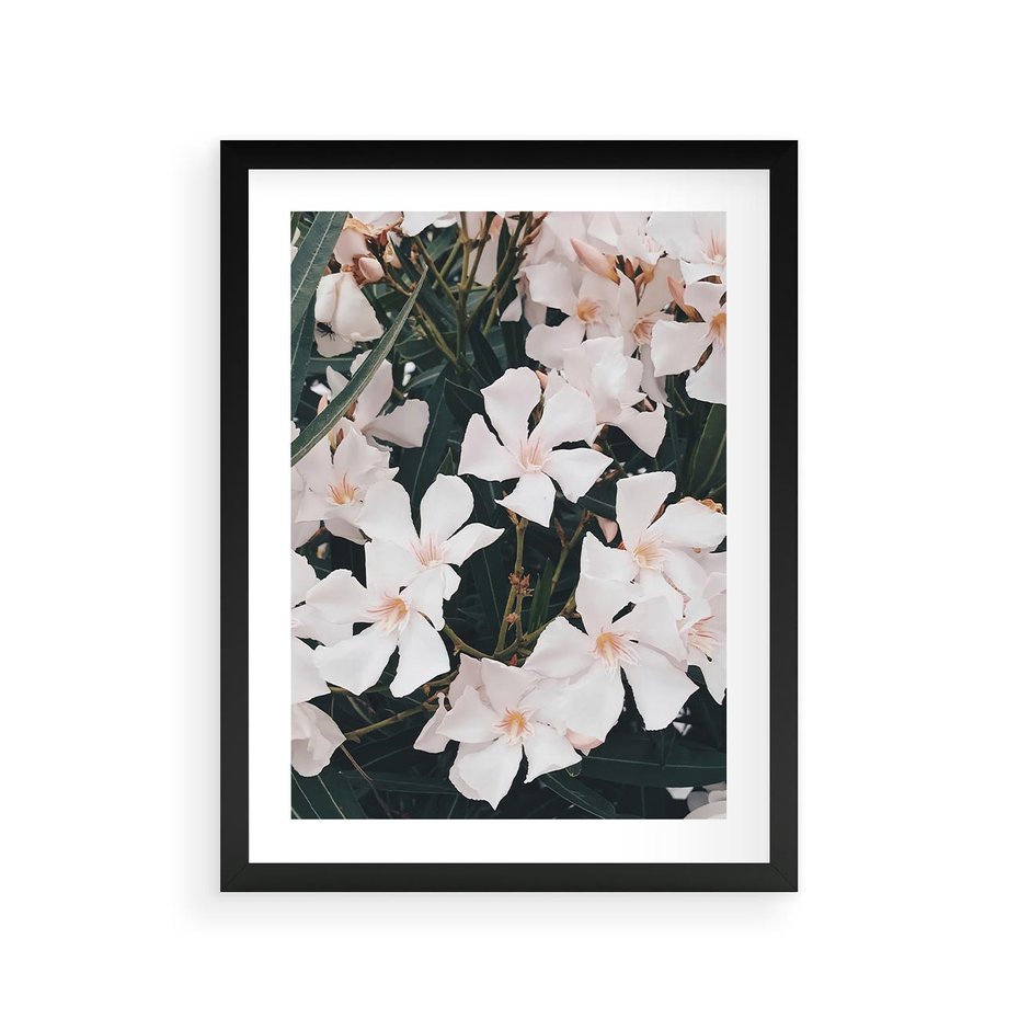 Plakat w ramie 30x40 - Egzotyczna Uroda - białe kwiaty, tropikalne kwiaty - rama czarna
