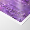 Plakat bez ramy 21x30 - Fioletowa harmonia lawendy - lawenda, fiolet