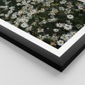Plakat w ramie 30x40 - Stokrotkowa Idylla na Łące - łąka, stokrotki - rama czarna