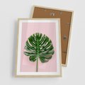 Plakat w ramie 50x70 - Monstera w Różowym Świetle - liść monstery, różowe tło - rama drewno