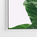 Obraz w ramie 80x120 - Zielone liście monstery - liście, monstera - rama biała