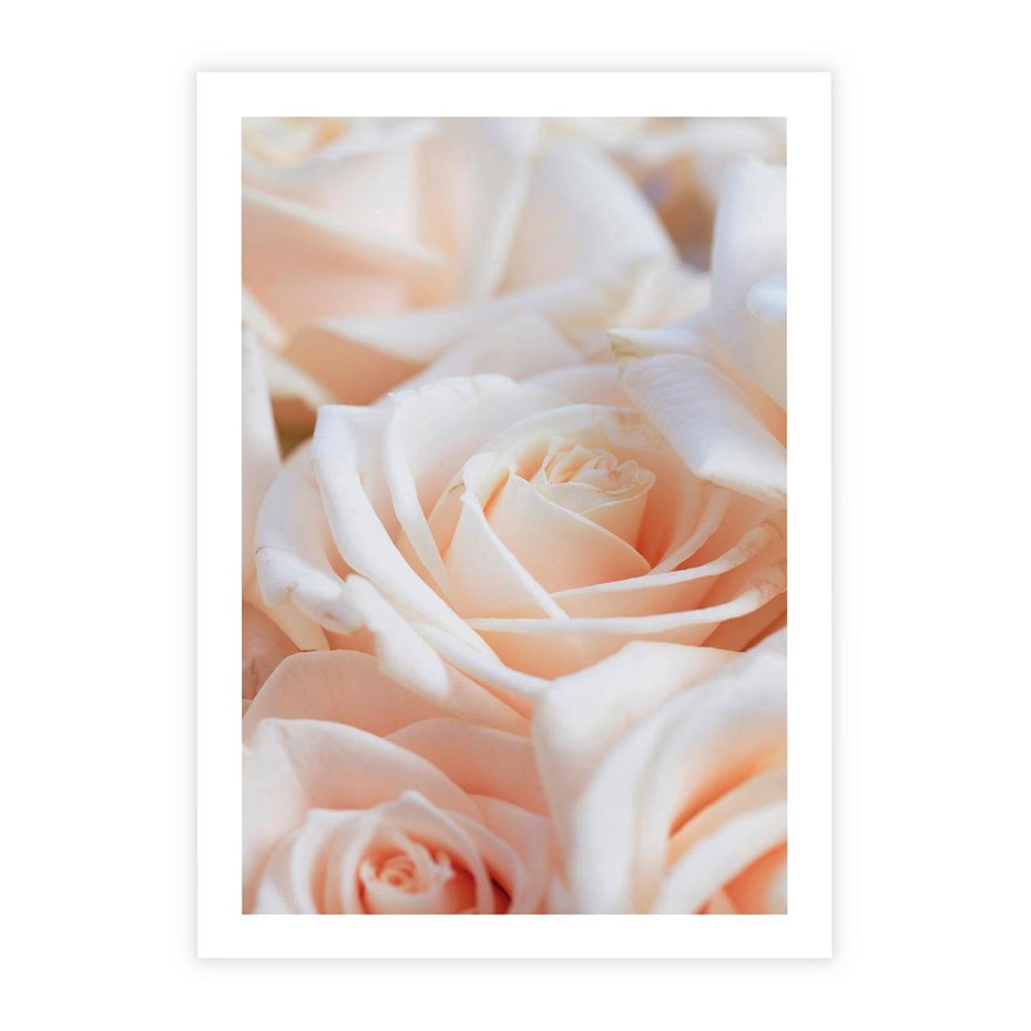 Plakat bez ramy 50x70 - Aromatyczna Piękność - płatki herbacianej róży, kwiaty