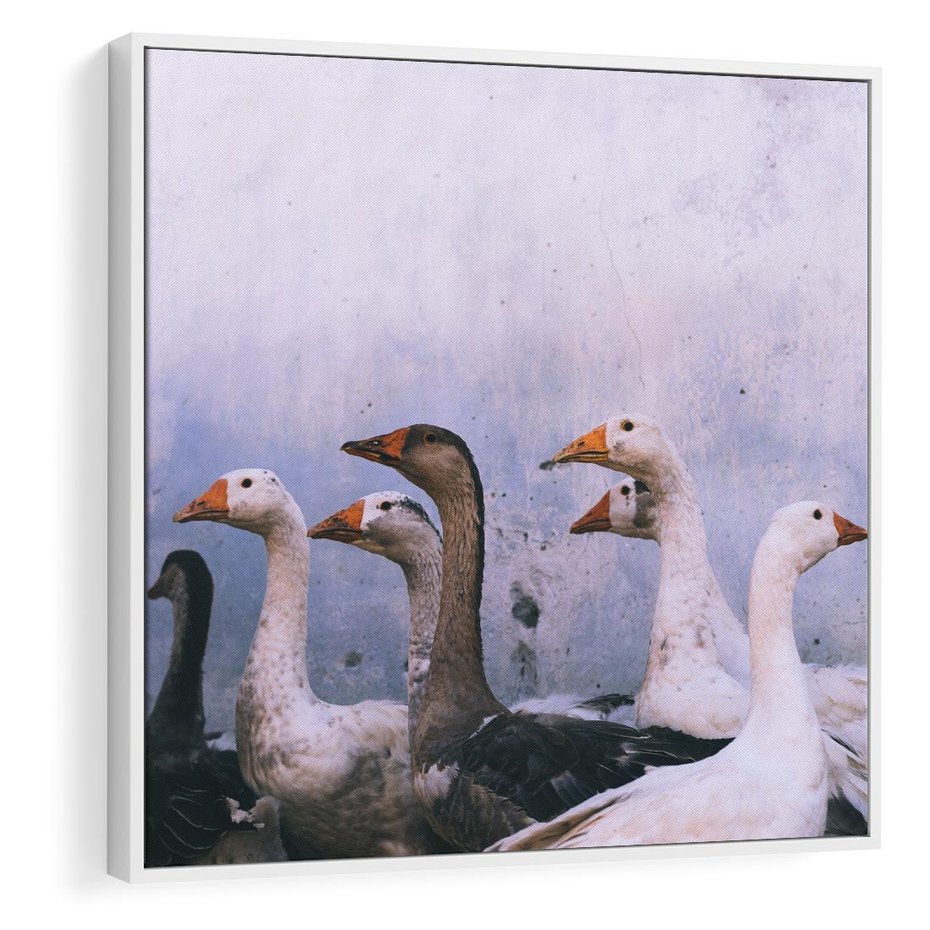 Obraz w ramie 80x80 - Spotkanie Wśród Piór - uchwycony moment, fotografia - rama biała
