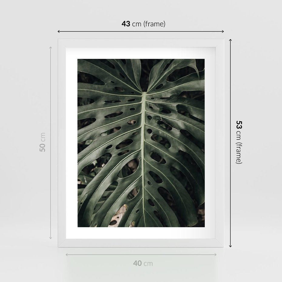 Plakat w ramie 40x50 - Majestatyczny Liść Monstery - liść monstery, majestatyczny liść - rama biała