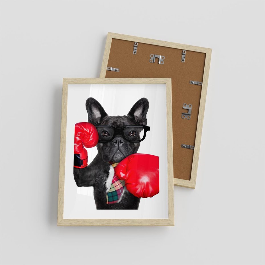 Plakat w ramie 30x40 - Boksujący mops - pies - boks, mops - rama drewno