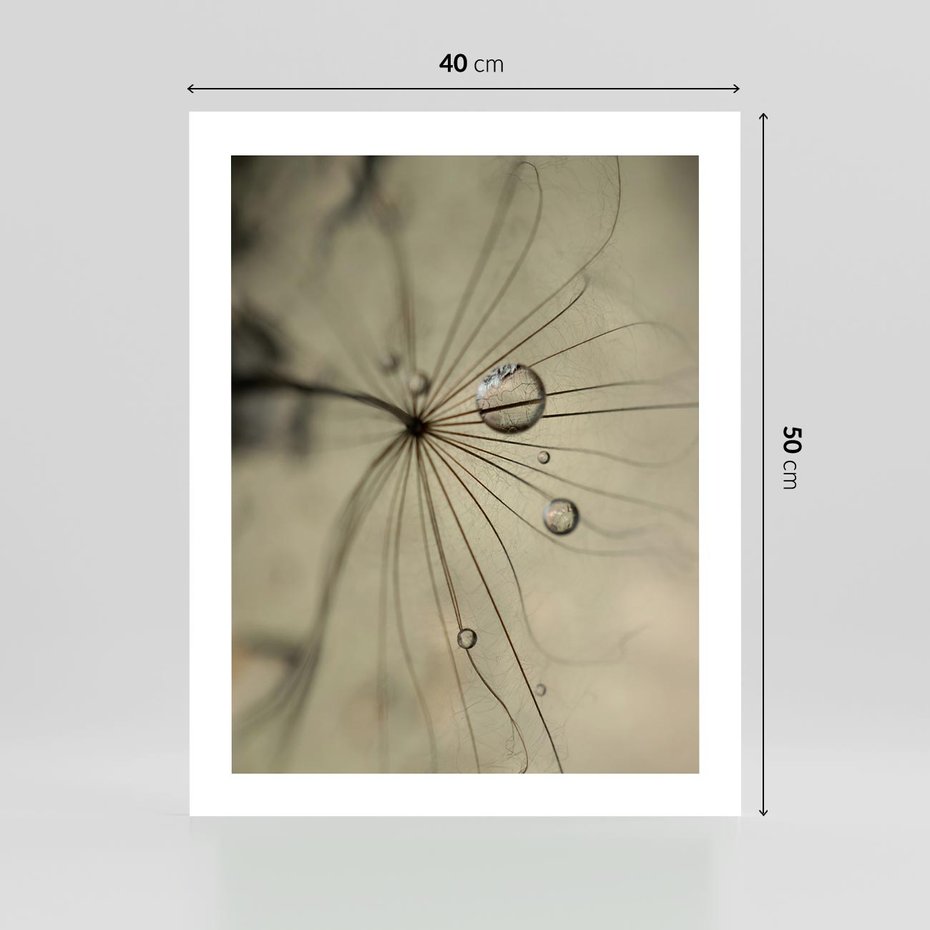 Plakat bez ramy 40x50 - Delikatność dmuchawców - dmuchawce, krople