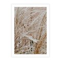 Plakat bez ramy 21x30 - Beżowa Trawa - suche trawy, zbliżenie